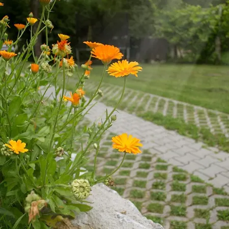 Hiska Ob Potoku Dobrna